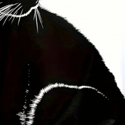 Kadın Uzun Kollu V Yakalı Kedi Baskılı şardonlu Dalgıç Bluz , 20838 Kadın Uzun Kollu V Yakalı Kedi Baskılı şardonlu Dalgıç Bluz , 20838